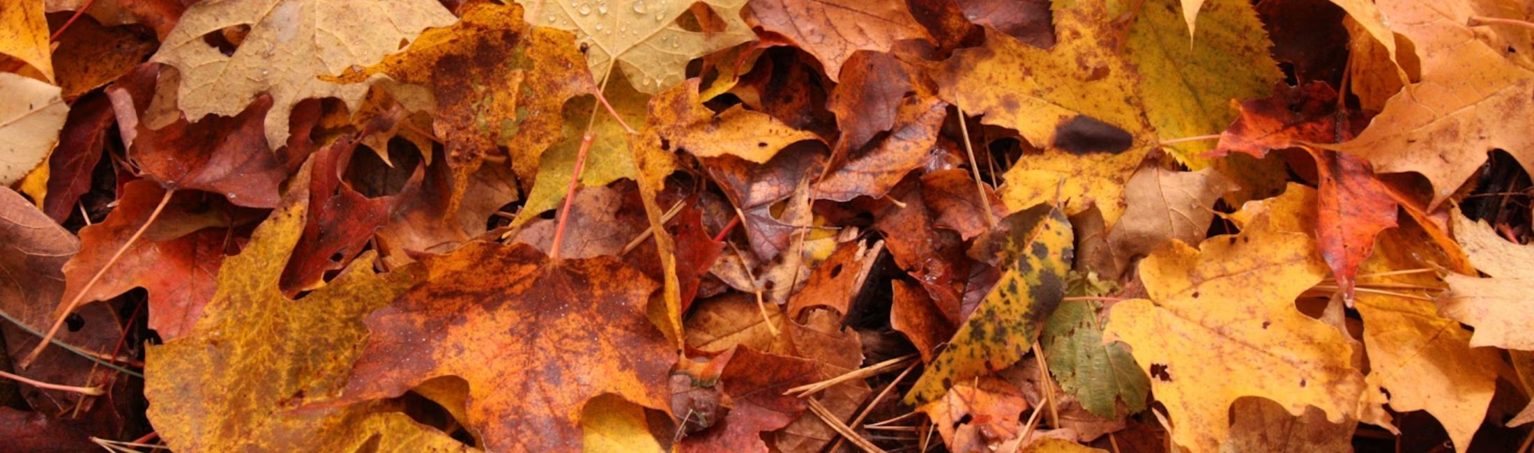 A Picture of Fall Leaves
